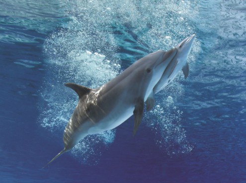 Parte il lungo  ponte del 2 giugno