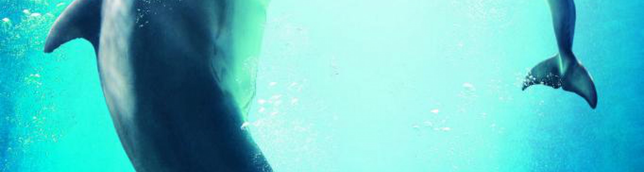 Riaprono i Parchi Costa