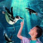 Riaprono i Parchi Costa