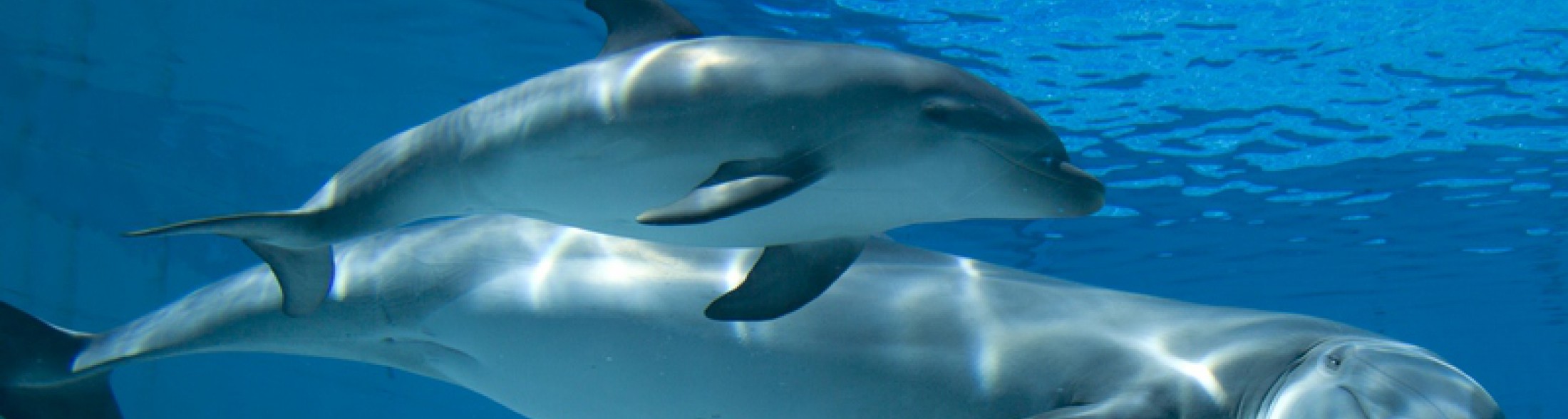 Al via il toto-nome al cucciolo di delfino