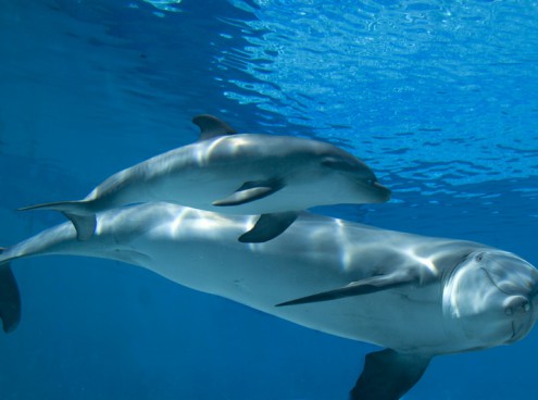 Al via il toto-nome al cucciolo di delfino