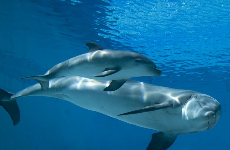 Al via il toto-nome al cucciolo di delfino