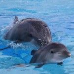 Al via il toto-nome al cucciolo di delfino