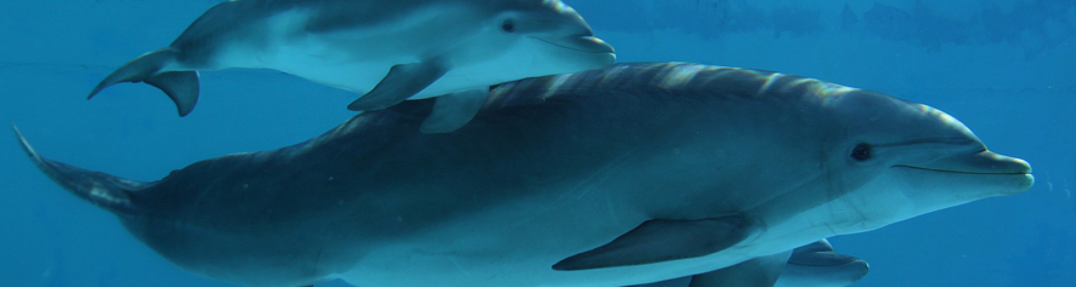 Dai il nome al cucciolo