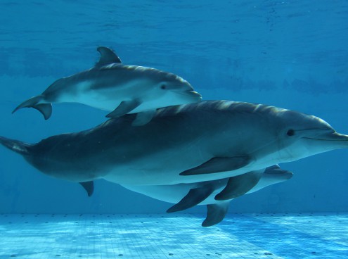 Dai il nome al cucciolo