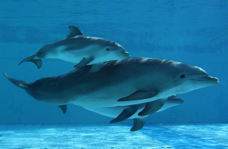 Dai il nome al cucciolo