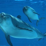 Dai il nome al cucciolo