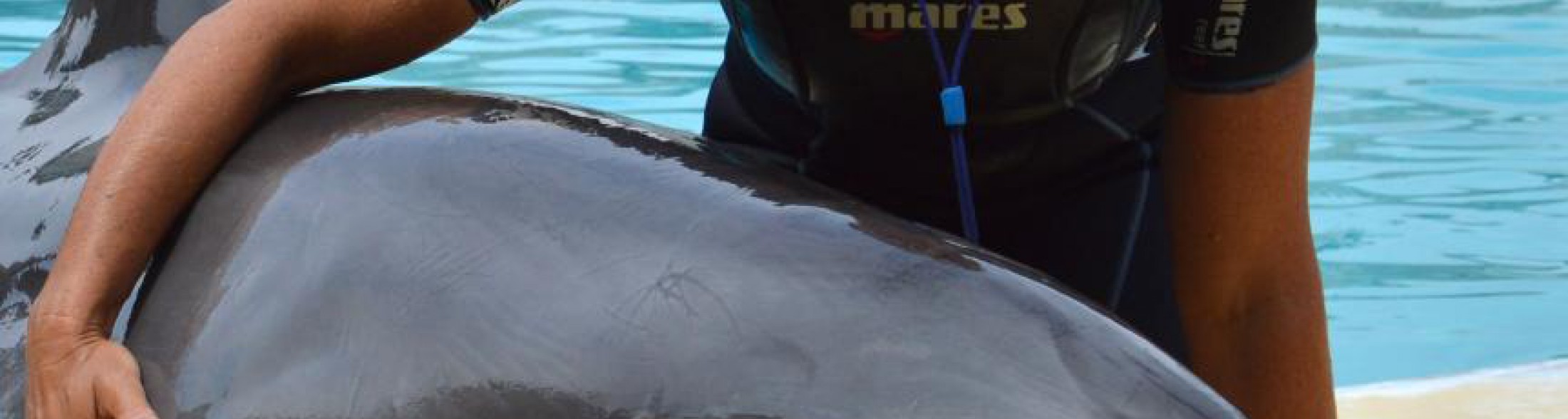 Linea Blu al Parco Oltremare e all'Acquario di Cattolica