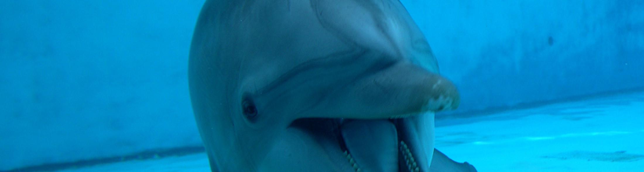 E’ nonna ma non lo dimostra: a Oltremare nel giorno del compleanno di Riccione si festeggia anche la delfina più anziana d’Italia