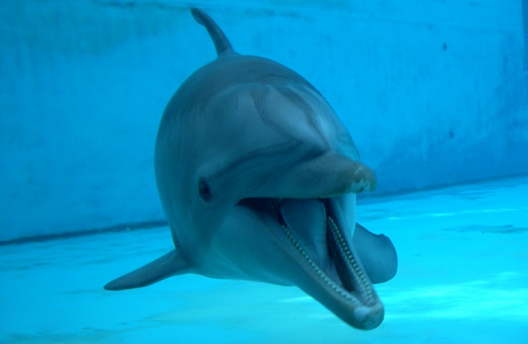 E’ nonna ma non lo dimostra: a Oltremare nel giorno del compleanno di Riccione si festeggia anche la delfina più anziana d’Italia