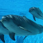 E’ nonna ma non lo dimostra: a Oltremare nel giorno del compleanno di Riccione si festeggia anche la delfina più anziana d’Italia