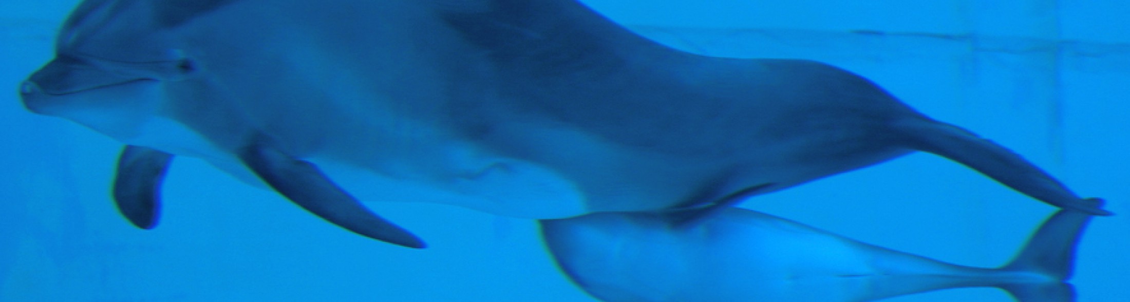 Il piccolo delfino cresce e si fa conoscere