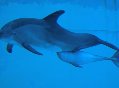 Il piccolo delfino cresce e si fa conoscere