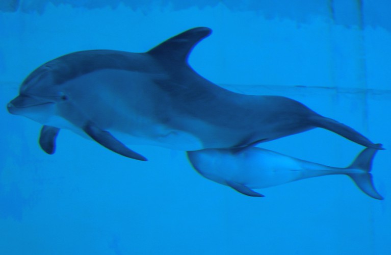 Il piccolo delfino cresce e si fa conoscere