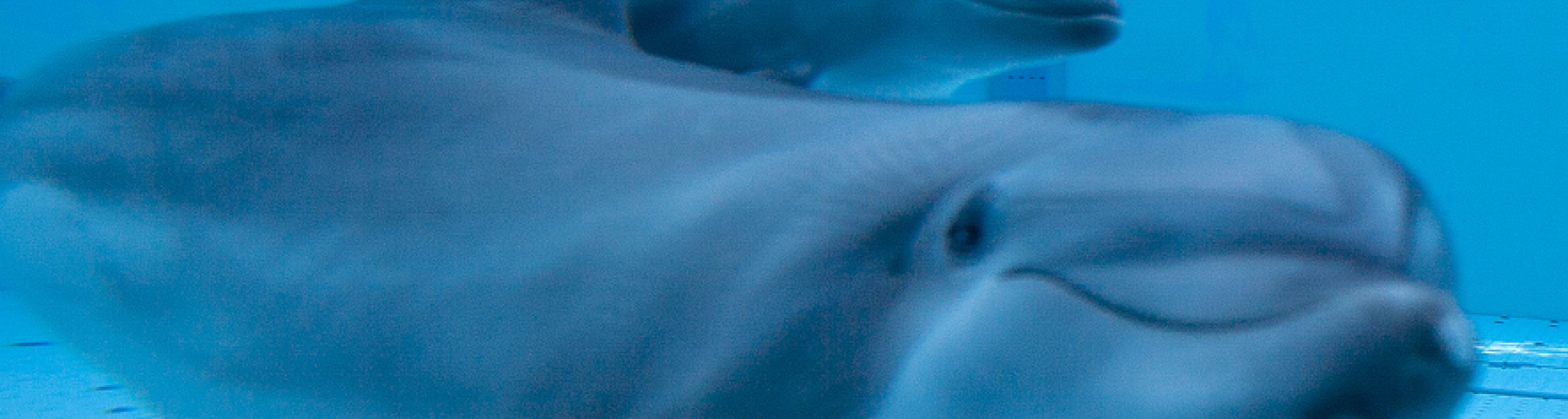 Cresce il cucciolo di tursiope nato lo scorso 9 agosto