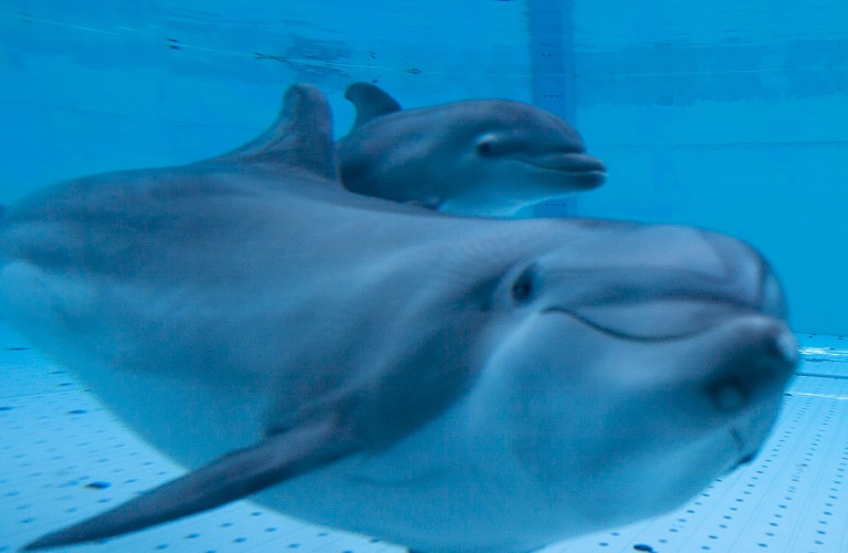 Cresce il cucciolo di tursiope nato lo scorso 9 agosto