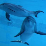 Cresce il cucciolo di tursiope nato lo scorso 9 agosto