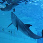 Cresce il cucciolo di tursiope nato lo scorso 9 agosto