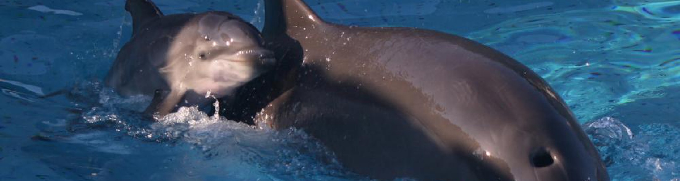 Un nuovo ospite nella grande laguna, un cucciolo di tursiope