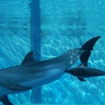 Un nuovo ospite nella grande laguna, un cucciolo di tursiope