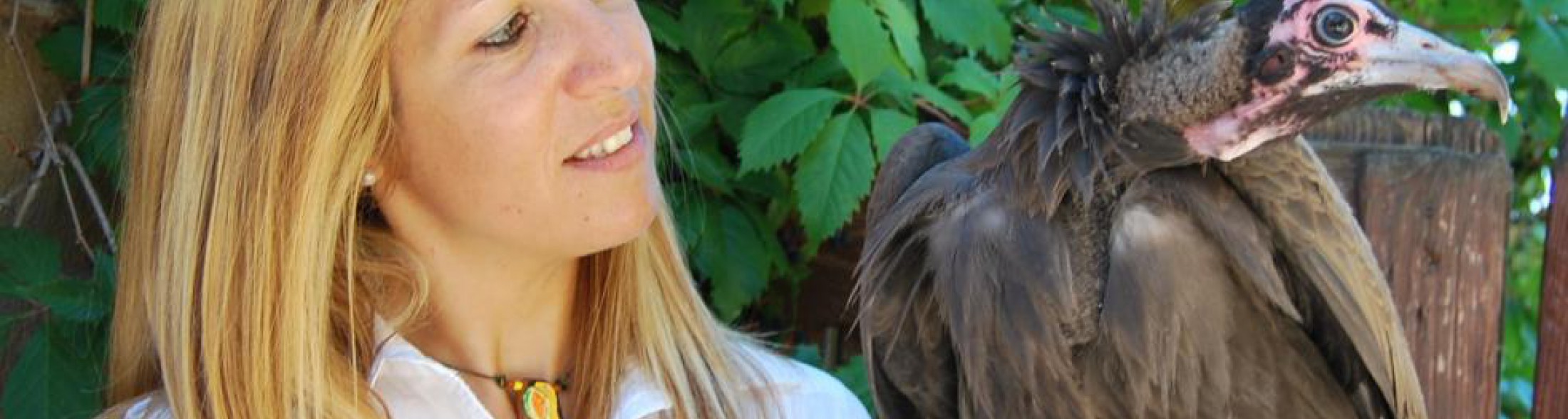 L'Avvoltoio cappuccino Lunda