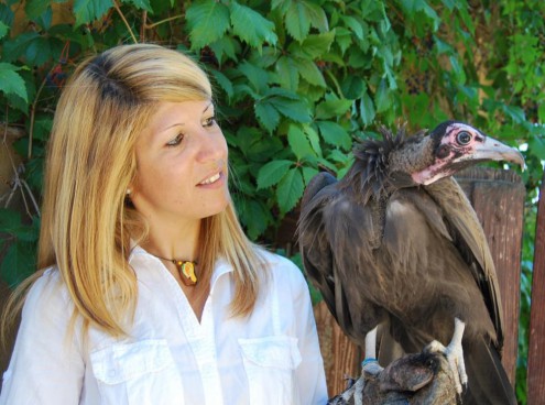 L'Avvoltoio cappuccino Lunda