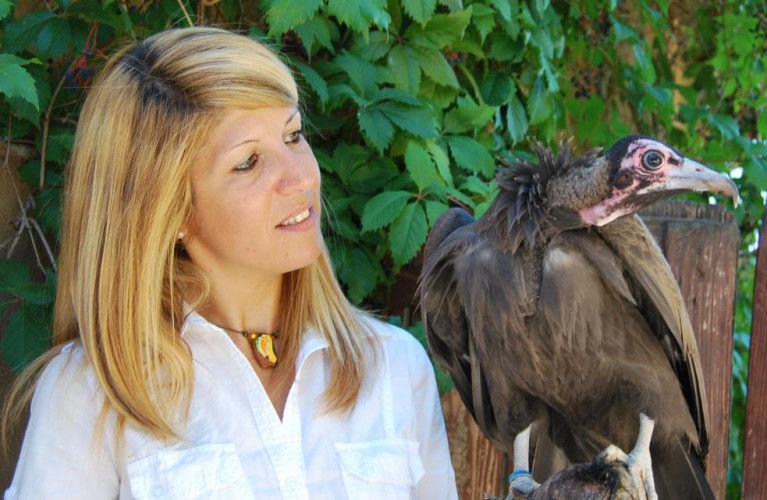 L'Avvoltoio cappuccino Lunda