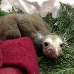 L'Avvoltoio cappuccino Lunda