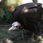 L'Avvoltoio cappuccino Lunda