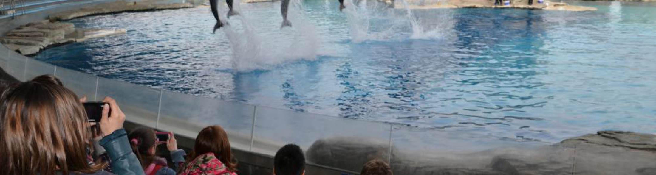 Oltremare presenta il nuovo incontro con i delfini