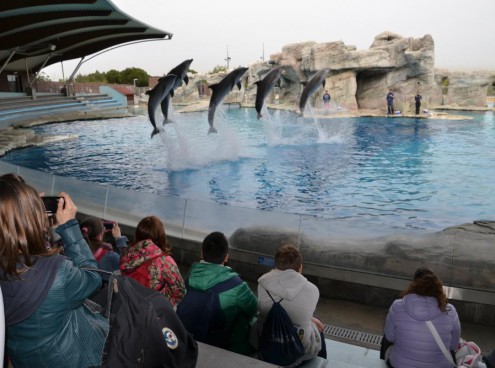 Oltremare presenta il nuovo incontro con i delfini