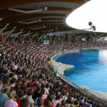 Oltremare presenta il nuovo incontro con i delfini