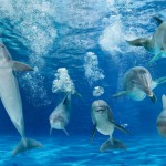 Oltremare presenta il nuovo incontro con i delfini