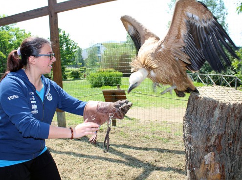 Jackie, la femmina di grifone star di Oltremare