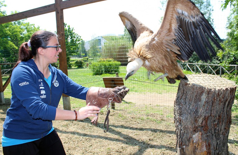 Jackie, la femmina di grifone star di Oltremare