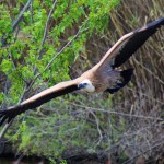 Jackie, la femmina di grifone star di Oltremare