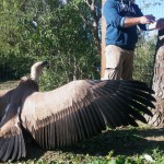 Jackie, la femmina di grifone star di Oltremare