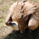 Jackie, la femmina di grifone star di Oltremare