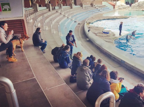 Istruttori cinofili a lezione da trainer, keeper e falconoieri di Oltremare