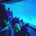 Istruttori cinofili a lezione da trainer, keeper e falconoieri di Oltremare