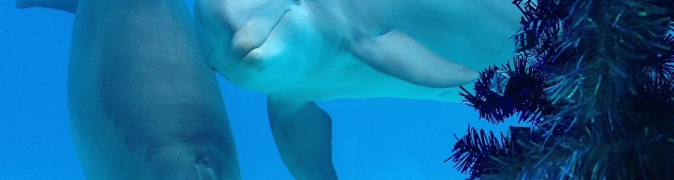 Lo straordinario Natale 2018 dei Parchi Costa