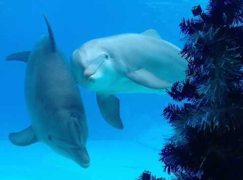 Lo straordinario Natale 2018 dei Parchi Costa