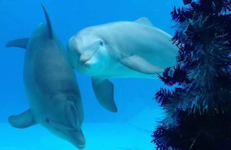 Lo straordinario Natale 2018 dei Parchi Costa