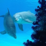 Lo straordinario Natale 2018 dei Parchi Costa