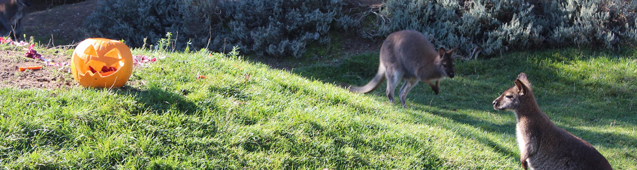 La zucca di Halloween nella casa dei wallaby!