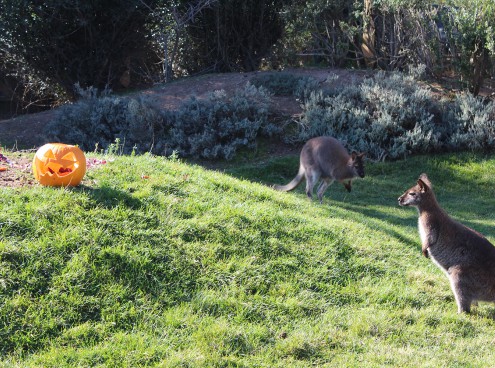 La zucca di Halloween nella casa dei wallaby!