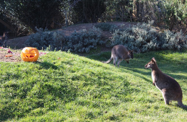 La zucca di Halloween nella casa dei wallaby!