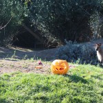 La zucca di Halloween nella casa dei wallaby!