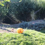 La zucca di Halloween nella casa dei wallaby!
