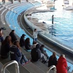 A Oltremare la formazione come ponte tra specie diverse con AlfaDog Training Academy